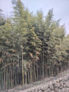 敬斋箴全文意思